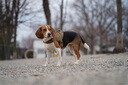 出众者狗狗牵引绳马犬胸背带大型犬狗绳背心式狗背带法斗金毛狗狗用品 棕色/单个背带 S码（推荐体重20-35斤） 实拍图