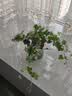 绿有意绿萝水培绿植物盆栽室内发财树富贵竹文绿箩薄荷多肉花卉四季好养 绿萝+常春藤+金钻【繁星盆】 含盆 实拍图