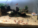 YEE意牌 虾粮 虾饲料 沉底型 金背樱花水晶虾鳌虾黑壳虾粮 虾蟹粮 意牌观赏虾粮280g（同款拍2瓶發3瓶） 实拍图