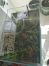 鱼麒麟 超白玻璃鱼缸水族箱造景超白缸草缸裸缸桌面缸乌龟缸虾缸40cm 晒单实拍图