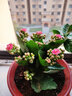 家中有果长寿花重瓣花卉盆栽四季观花植物 四季开花盆栽带花苞发货 实拍图