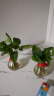 沃绣 水培绿萝 简约创意玻璃水培植物花盆透明风信子花瓶水养绿萝 风信子塑料花瓶2个+绿萝+麻绳 中等 实拍图