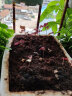 和晁椰砖营养土通用型椰土壤椰糠粗椰壳种花养花种菜种植土盆栽换土 无菌压缩椰砖两块 实拍图