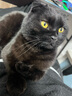 久生（Joyzone）无谷高肉全价猫粮奶糕幼猫成猫英短蓝猫布偶全阶段通用营养猫主粮 久生成猫粮6kg【2kgx3袋】 实拍图