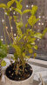 泰西丝茉莉花苗盆栽花卉植物室内绿植花卉  8-12颗茉莉 +中号草花陶瓷盆 实拍图