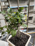 中梦海棠花盆栽树苗老桩长寿冠阳台庭院花卉绿植物盆景 西府海棠5年大苗 【1棵装】 不含盆 实拍图