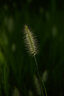 MEKE美科55mmf1.4自动对焦镜头大光圈apc-C半画幅适用微单Z卡口，E卡口，X卡口 索尼E口【基础套餐】 实拍图