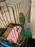 万宠汇 鸟活体虎皮鹦鹉笼养牡丹玄风活鸟学说话手养小太阳鹦鹉和尚鹦鹉 爱情鸟鹦鹉一只 实拍图