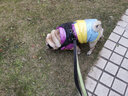 DADAGOU斗牛犬衣服棉背心冬装法斗巴哥棉衣面料防柯基中型犬加绒加厚保暖 20彩虹斗牛棉背心-黄色 XXL-胸围68背长38 实拍图