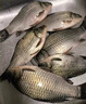 惊浪4.5米玄黑二代28调超轻超硬5H野钓大综合竿台钓竿钓鱼竿鱼杆渔具 实拍图