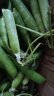 中鲜生 云南新鲜豌豆 甜豌豆新鲜蔬菜现摘豆角 3斤装 实拍图