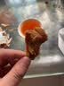郑庄脂渣青岛脂渣五花肉脂渣条猪肉干酥脆哨猪肉渣猪油渣青岛特产零食 招牌！精肉条500g+五花片500g【真空装  保质期120天】 香辣过瘾（无淀粉无糖  舌尖新体验） 实拍图
