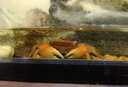 云峰海瑞 观赏蟹活体螃蟹宠物蟹 水族箱水草活体蟹 相手蟹3只（4厘米左右） 实拍图