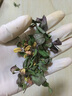红木香爬腾花 红木香花苗庭院阳台爬藤植物盆栽 z5 四季红木香中苗50-70厘米左右高度 实拍图