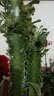 龙骨植物花卉盆栽 三角霸王鞭紫 青色龙骨仙人多肉吸甲醛 青龙骨3-5分叉 不含盆 实拍图