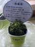 捕蝇草超大苗食人花盆栽苗食虫植物防蚊草多肉植物多肉绿植花卉 美人齿捕蝇草 中苗4-6厘米 带盆栽好 实拍图
