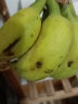 纯香果 广西小米蕉 新鲜香蕉水果 小米蕉3斤装 晒单实拍图