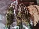 劉閣蘭花新品兰花苗 春剑赌草 冬带花苞出售开品未知新奇 好养花卉盆栽草 3苗连体裸根 实拍图