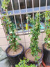 虹毅爬藤月季花苗大花浓香庭院室外四季开花花卉盆栽绿植大苗带花植物 甜梦 大苗1-1.3米高多分枝 实拍图