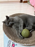 育元素ad处方罐头猫咪母猫产后营养品绝育术后流质慕斯流食孕猫月子罐头 [常规套餐]AD罐*6+赠1罐(7仓直发 实拍图