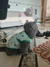 阿莫尔小狗狗猫咪衣服夏季薄款泰迪比熊博美背心宠物小型幼犬透气防掉毛 牛油果（夏季） L 建议7-9斤 背长32cm 实拍图