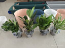 九千谷金钻吊兰鸭脚木绿萝盆栽植物花卉桌面绿植花卉小盆景源头直发 实拍图