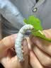 蚕菇凉 新鲜桑叶【当天发货】现摘嫩桑叶大小蚕宝宝食物纯叶片农家自种 新鲜桑叶500克+结茧网 实拍图