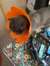 唐宠 伊丽莎白圈猫幼猫项圈猫咪吐司耻辱圈猫脖圈绝育手术防舔可调节 白色字母M码(建议6-13斤) 伊丽莎白圈 实拍图