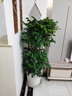 Only you【两小时达】发财树大型盆栽绿植花卉室内客厅办公室开业乔迁送礼 富贵竹笼 实拍图