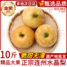 千封 正宗广东连州潭岭水晶梨翠冠梨【JD速运-隔日达】黄金梨子礼盒装 5斤大果【精美礼盒装】 实拍图