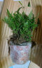开时果 水培植物办公室内桌面盆栽 水养绿萝水生花植物绿植源头直发包邮 铁线蕨（含玻璃瓶+竹托） （加赠 营养液） 实拍图