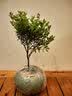 开时果 清香胡椒木盆栽 办公室内花卉迷你桌面盆景植物驱蚊草好养绿植 哥窑浅绿盆+苔藓+圆形底托 实拍图