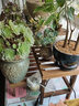 华观家居（Home Giving Furniture）凳子实木花架客厅花盆简约现代阳台木制阶梯多肉绿箩植物组合花架 60小号 实拍图