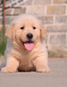宁宠 金毛犬幼犬大型犬宠物狗纯种金毛宠物狗狗活体犬小狗幼崽 混血级 公 实拍图