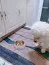 柒哦狗碗狗盆防打翻不锈钢猫碗食盆喂食喝水宠物狗粮猫粮猫咪饭盆 双层多彩骨头-打翻可退 S（适合5斤内猫狗 ） 实拍图