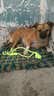 洛瑞夫宠物狗玩具狗狗玩具球发声训练毛绒棉绳小型犬大型犬磨牙玩具 彩色拉绳结球 实拍图