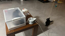 辉鹏猫鼻支雾化药猫咪杯状狗感冒肺炎喷嚏咳嗽窝咳宠物雾化液治疗套餐 推荐压缩式雾化器 1支*1盒 宠物雾化药 实拍图