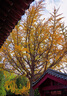 铭匠50mm f1.4全画幅移轴镜头大光圈定焦人像适用于X卡口E卡口Z卡口RF卡口L卡口微单相机镜头 黑色 富士x口 实拍图