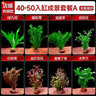 疯狂水草（FKSC）真水草鱼缸造景套餐净化水质懒人鱼缸水草植物直接入缸蜈蚣草 【火山石】超值成景适合40-50缸 实拍图