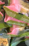 好利来玫瑰绿豆糕糕点休闲零食点心早餐伴手礼下午茶 8枚*2盒 共320g 实拍图