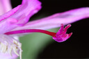 老蛙（LAOWA）老蛙100mm F2.8 2倍放大全画幅微距镜头 百微花卉昆虫口腔牙科人像E口 官方标配【含赠品】 佳能RF卡口 实拍图