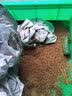 泷戈面包虫活体大麦虫乌龟蜥蜴仓鼠蝎子蜘蛛八哥鸟守宫鱼饵鱼活体饲料 1cm1000条+饲料(送镊子) 实拍图