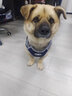 COCS狗绳狗狗牵引绳胸背带柯基柴犬遛狗绳中小型犬可调节背心式狗背带 深蓝狗胸背带1个-1.5米狗绳1根 L适合（32-55斤） 实拍图