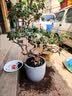 田园花木特大号陶瓷花盆大口径家用客厅落地发财树龟背竹专用白色几何花瓶 低腰白锥形中号+托盘 实拍图