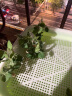 花沃里豌豆芽苗菜种子500g/袋 蔬菜种子四季种植豆苗种龙须菜水培土盆栽 实拍图