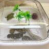 最萌乌龟缸家用造景创意新款亚克力带晒台生态小型龟盆鱼缸乌龟饲养缸 小号【21.5*21.5*14】套餐一 实拍图