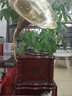 圣利纳（SHENGLINA）欧式复古留声机黑胶唱片机实木大喇叭家用老式古典电唱机客厅音响一体机 1830A【樱桃色】8寸低音炮 实拍图