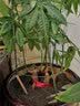 柯必达 爬藤架花架 植物攀爬架铁艺架子月季铁线莲花架爬藤花支架 伸缩型 高75cm(3杆3圈) 实拍图