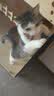 喔喔（WOWO）猫粮 猫主食冻干三鲜全价猫粮无谷猫粮成猫粮幼猫粮通用冻干猫粮 经典鳕鱼虾味 3KG 实拍图