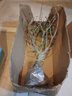 莺歌燕舞【耐寒花卉】梅花盆栽老桩红梅腊梅盆景好养花卉耐寒植物阳台庭院 素心腊梅8年苗 实拍图